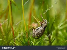 Attēlu rezultāti vaicājumam “Polydrusus tereticollis”