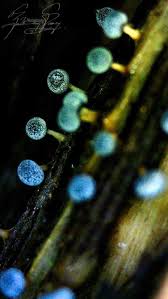 Attēlu rezultāti vaicājumam “Physarum conglomeratum”