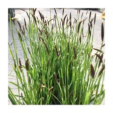 Attēlu rezultāti vaicājumam “Carex pilosa”