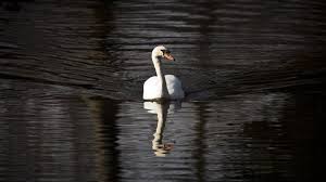 Image result for South Yorkshire Swans