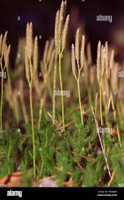 Attēlu rezultāti vaicājumam “Arcyria globosa young”
