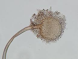 Attēlu rezultāti vaicājumam “Penicillium vulpinum”