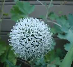 Image result for Frostabella ginsterfarmii