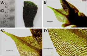 Attēlu rezultāti vaicājumam “Bryum bimum”