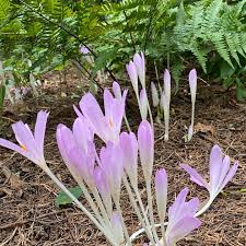 Attēlu rezultāti vaicājumam “Colchicum autumnale flower”