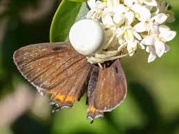 Attēlu rezultāti vaicājumam “Satyrium pruni”