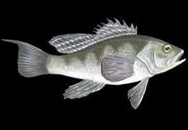 Image result for Centropristis striata