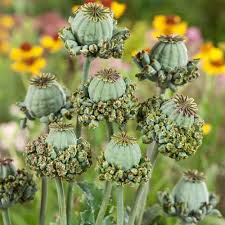 Image result for Papaver somniferum