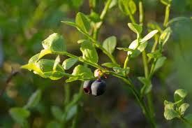 Attēlu rezultāti vaicājumam “Vaccinium myrtillus fruit”