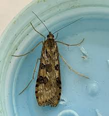 Attēlu rezultāti vaicājumam “Nomophila noctuella”