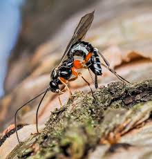 Attēlu rezultāti vaicājumam “Ichneumonidae”