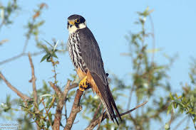 Attēlu rezultāti vaicājumam “Falco subbuteo adult”