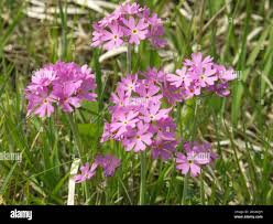 Attēlu rezultāti vaicājumam “Primula farinosa fruit”