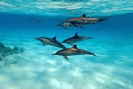 Image result for Dolphin Sub Aqua