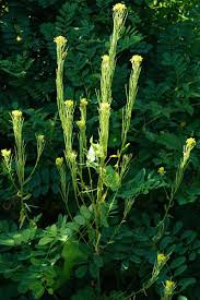 Attēlu rezultāti vaicājumam “Erysimum hieracifolium”