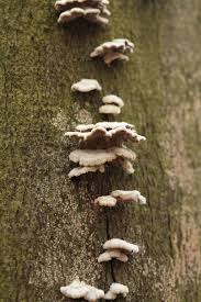 Attēlu rezultāti vaicājumam “Schizophyllum commune”