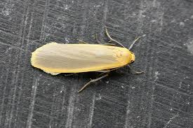 Attēlu rezultāti vaicājumam “Eilema depressa imago”