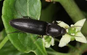 Attēlu rezultāti vaicājumam “Ectinus aterrimus”