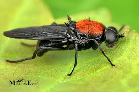 Attēlu rezultāti vaicājumam “Clitellaria ephippium”