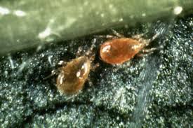 Attēlu rezultāti vaicājumam “Panonychus”