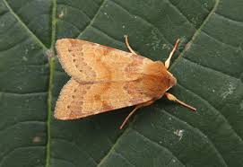 Attēlu rezultāti vaicājumam “Agrochola helvola”