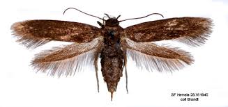 Attēlu rezultāti vaicājumam “Scythrididae”