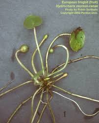 Attēlu rezultāti vaicājumam “Hydrocharis morsus-ranae”