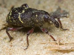 Attēlu rezultāti vaicājumam “Hylobius pinastri”