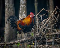 Attēlu rezultāti vaicājumam “Gallus male”