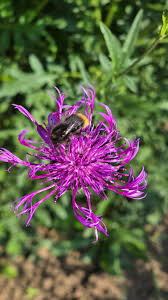 Attēlu rezultāti vaicājumam “Centaurea scabiosa flower”