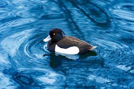 Attēlu rezultāti vaicājumam “Aythya fuligula male”