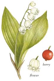 Attēlu rezultāti vaicājumam “Allium ursinum fruit”