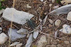 Attēlu rezultāti vaicājumam “Pyrgus alveus upperside”