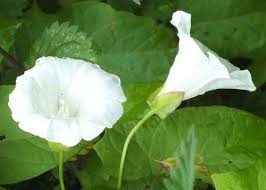 Attēlu rezultāti vaicājumam “Calystegia sepium”