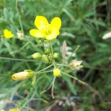Image result for Diplotaxis tenuifolia