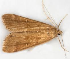 Attēlu rezultāti vaicājumam “Parapoynx stratiotata female”