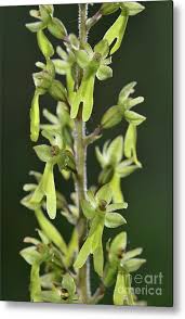 Attēlu rezultāti vaicājumam “Listera ovata flower”