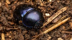 Attēlu rezultāti vaicājumam “Trypocopris vernalis”