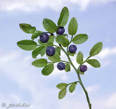 Bildergebnis für "Vaccinium myrtillus"