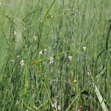 Attēlu rezultāti vaicājumam “Alisma lanceolatum”