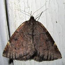 Attēlu rezultāti vaicājumam “Epirranthis diversata”