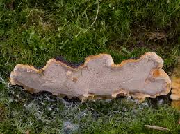Attēlu rezultāti vaicājumam “Phellinus nigrolimitatus”