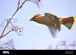 Attēlu rezultāti vaicājumam “Bombycilla garrulus adult”