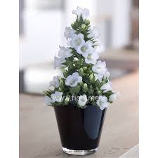 Image result for Campanula formanekiana