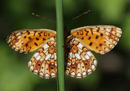 Attēlu rezultāti vaicājumam “Clossiana selene upperside”