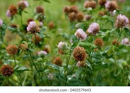 Attēlu rezultāti vaicājumam “Trifolium fragiferum leaf”