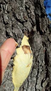 Attēlu rezultāti vaicājumam “Reticularia lycoperdon”