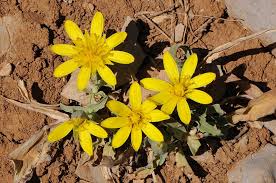Attēlu rezultāti vaicājumam “Tragopogon heterospermus”
