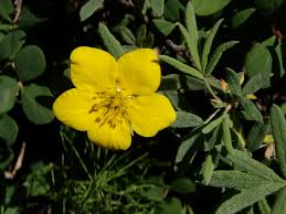 Attēlu rezultāti vaicājumam “Pentaphylloides fruticosa leaf”