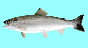 Image result for Salmo zrmanjaensis